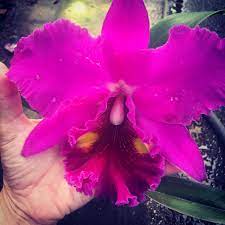 Blc Lucky Strike Mongkoltrakul One Of The Biggest Cattleya Flower And Fragrant Orchids Orchids Cattleya Orchid Care