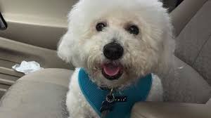 Fundraiser by Simone Lima : Help Buddy !!!