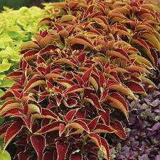 Image result for Coleus buchananii