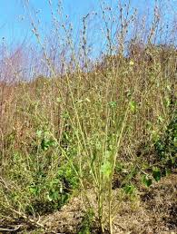 Image result for Hibiscus panduriformis