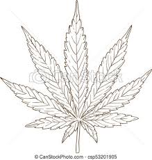 Stich Cannabis Blatt Zeichnung Abbildung Antikes Stich Blatt Freigestellt Abbildung Cannabis Vektor Hintergrund Canstock