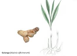 Comment Profiter Des Vertus Du Galanga Nos Conseils Botanique Plante Planche Botanique
