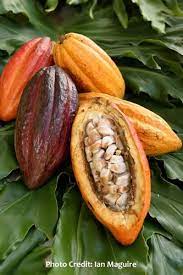 Small, delicate cocoa trees were first cultivated by the mayans and then the aztecs. Tropical Fruit Trees Akee All Spice Ambarella Annona Avocado Cherry Bay Leaf Black Pepper Caimito Canistel Ca Cacao Fruit Cocoa Plant Chocolate Tree
