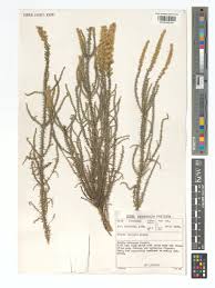 Image result for Stoebe vulgaris