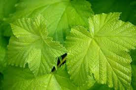 21,503 vines leaves stock video clips in 4k and hd for creative projects. Vine Leaves Hd Wallpaper Background Image 1920x1268