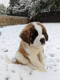 14 Week St Bernard First Snow Cute Baby Animals Cute Animals Cute Dogs