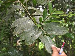 Image result for Antiaris