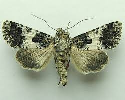 Image result for Hadena compta