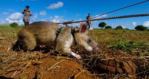 Giant rats are becoming highly-trained bomb detectors and saving African  lives and limbs