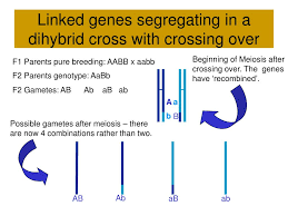 A monohybrid cross results in a 9:3:3:1 ratio whereas a dihybrid cross gives a 3:1 ratio. Ppt Variations From Mendel S Original Crosses Powerpoint Presentation Id 5437881