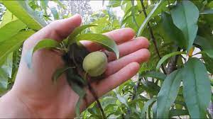 Once a peach tree reaches two or three years of age and begins to bear fruit, you will need to thin the fruit out every spring as it forms so that the fruit is evenly dispersed down the branches and not crowded. Peach Trees Grown From Seed Youtube