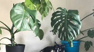 Elephant ears, also known as pai, via, caladium, taro, ape, via sori, cape and malanga, are toxic to dogs and cats. Plant Portrait Monstera Deliciosa Leaf And Paw