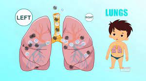 This will not only prove useful in a medical. Lungs Human Body Parts In Tamil Animated Videos Youtube