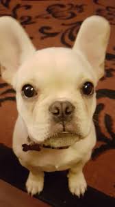 California military widow travels to SA to get therapy dog back