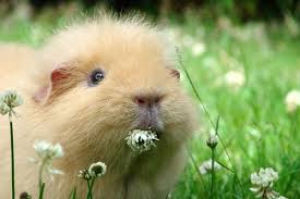 Artgerechte Ernahrung Von Meerschweinchen Herz Fur Tiere Herz Fuer Tiere De