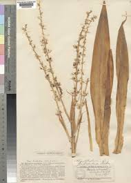 Image result for Chlorophytum gallabatense