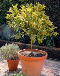 Check spelling or type a new query. Citrus Species Cvs Inland Valley Garden Planner