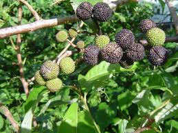 Image result for Spirostachys africana