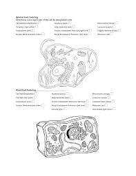 We did not find results for: Animal And Plant Cell Coloring 1