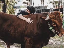 Beberapa saat kemudian disusul dengan suara menggelegar yang disebut guruh.perbedaan waktu kemunculan ini disebabkan adanya perbedaan antara kecepatan suara dan kecepatan cahaya. Idul Adha Atta Halilintar Kurban Sapi Berbobot 1 Ton