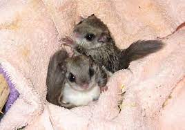 Flying Squirrels O O Flying Squirrel Baby Flying Squirrel Squirrel