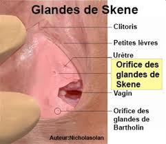 Toutes les femmes connaissent un jour une infection urinaire. Glande De Skene Symptomes Traitement Definition Docteurclic Com