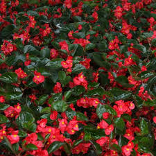 Pin On Flowers