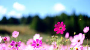 Scegli tra 281.696 immagini premium su . Spring Wallpaper Hd