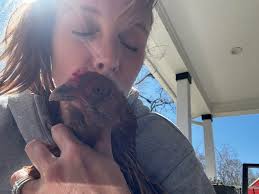 What to do with chickens when going