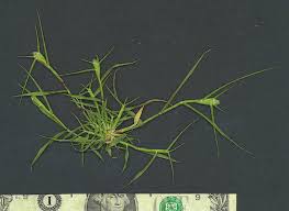 Image result for Crypsis schoenoides