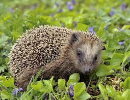 European Hedgehog Hedgehog Animal Animals Animal Wallpaper