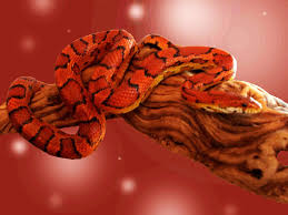 Red Snake Wallpapers Top Free Red Snake Backgrounds Wallpaperaccess Download, share or upload your own one! red snake wallpapers top free red