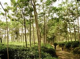 Ada yang sudah pernah ke kebun teh wonosari di daerah lawang? Kebun Teh Wonosari Lawang Photo