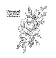 Maybe you would like to learn more about one of these? Peonies Vintage Line Drawing Vector Images Over 1 200