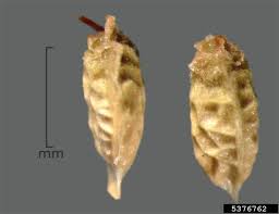 Image result for Rubus steudneri