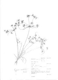 Image result for Cyperus amabilis