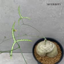 Image result for Adenia kirkii