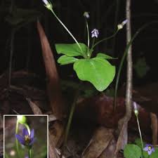 Image result for Exacum oldenlandioides