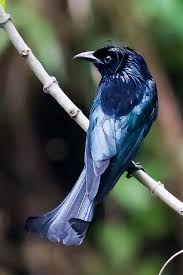 Small Bird With Hair On Head Pin On Birds