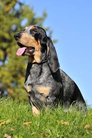 Image result for malý modrý gaskoňský honič