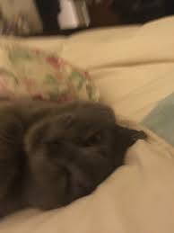 Does Your Cat Like To Catch And Eat Spiders Quora