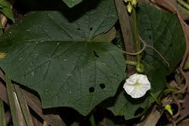 Image result for Lepistemon