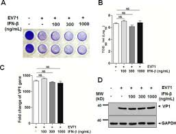 L c ng & associates is a lawyer firm located in ipoh, perak with 4 practicing lawyer. Enterovirus 71 Suppresses Interferon Responses By Blocking Janus Kinase Jak Signal Transducer And Activator Of Transcription Stat Signaling Through Inducing Karyopherin A1 Degradation Journal Of Biological Chemistry