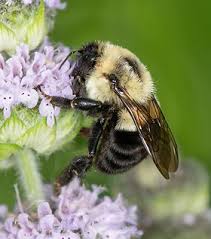 Image result for Bombus semenoviellus