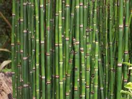 Hyde Cottage Palms And Exotics Other Plants Snake In The Grass Bamboo Garden Pools Backyard Decor