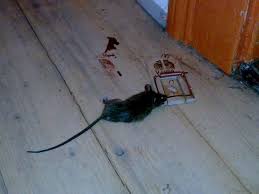 Sie sehen niedlich aus, die kleinen nager. Es War Einmal Eine Maus In Unserer Wohnung War Mapio Net