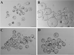 The turkish silver, gold, and royal are their. Pregnancy And Calving Rates Of Cloned Dromedary Camels Produced By Conventional And Handmade Cloning Techniques And In Vitro And In Vivo Matured Oocytes Springerlink