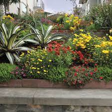 The plants thrive in warm conditions and love the sunlight. Luscious Citrus Blend Lantana Camara Proven Winners