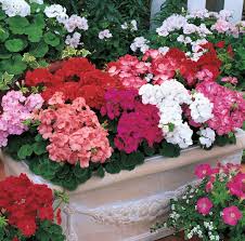 Image result for Pelargonium