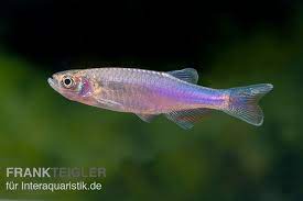 rosenbarbling danio roseus kaufen tiere zierfische zierfische fische tiere